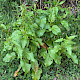 Rumex obtusifolius