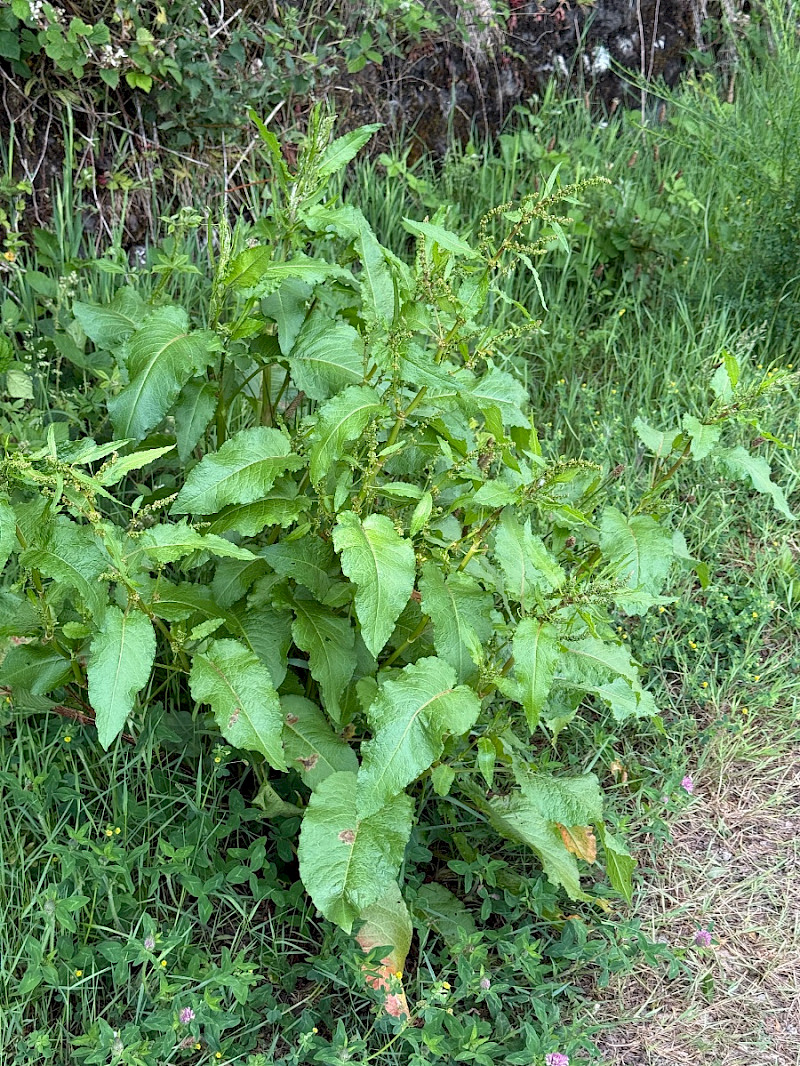 Rumex obtusifolius - &copy; Charles Hipkin