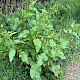 Rumex obtusifolius
