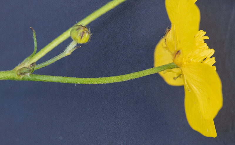Ranunculus acris - &copy; Charles Hipkin
