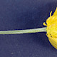 Ranunculus repens