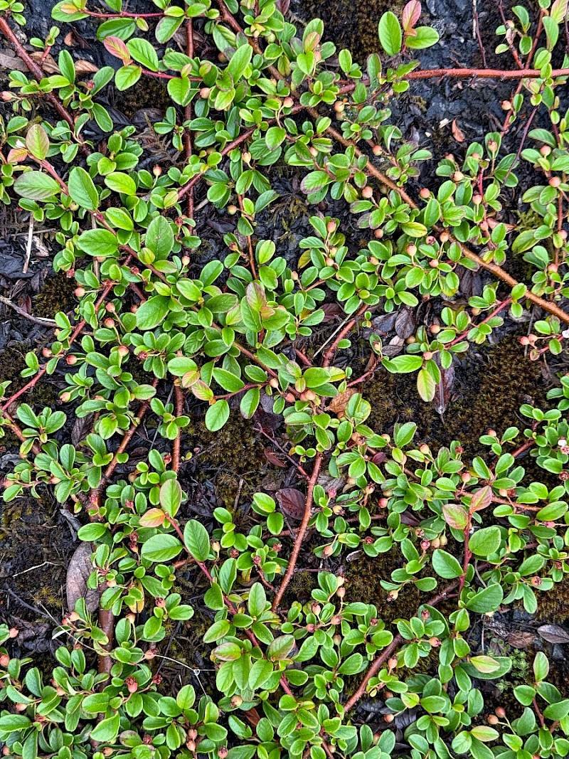 Cotoneaster dammeri - &copy; Charles Hipkin