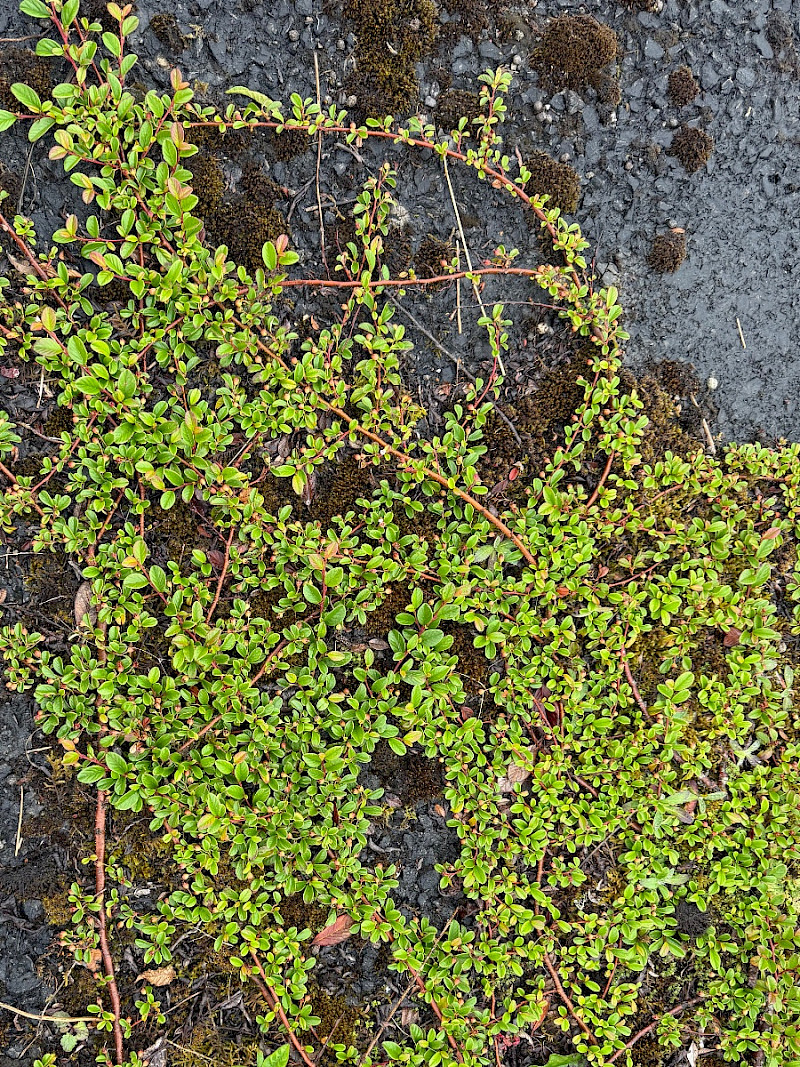Cotoneaster dammeri - &copy; Charles Hipkin