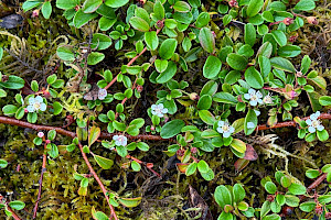 Cotoneaster dammeri Bearberry Cotoneaster