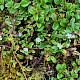 Cotoneaster dammeri