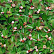 Cotoneaster