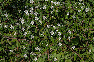 Cotoneaster Cotoneasters