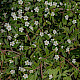 Cotoneaster
