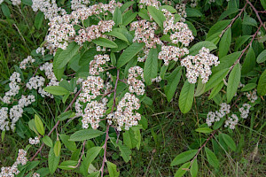 Cotoneaster henryanus Henry's Cotoneaster