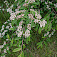 Cotoneaster henryanus