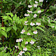 Deutzia scabra