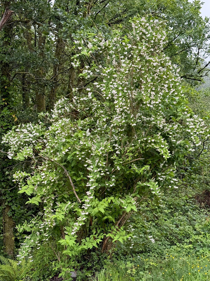 Deutzia scabra - &copy; Charles Hipkin