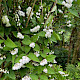 Deutzia scabra