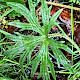 Ranunculus acris