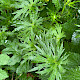 Ranunculus acris