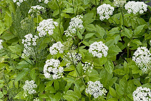 Aegopodium podagraria Ground-elder