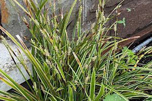 Carex oshimensis Japanese Sedge