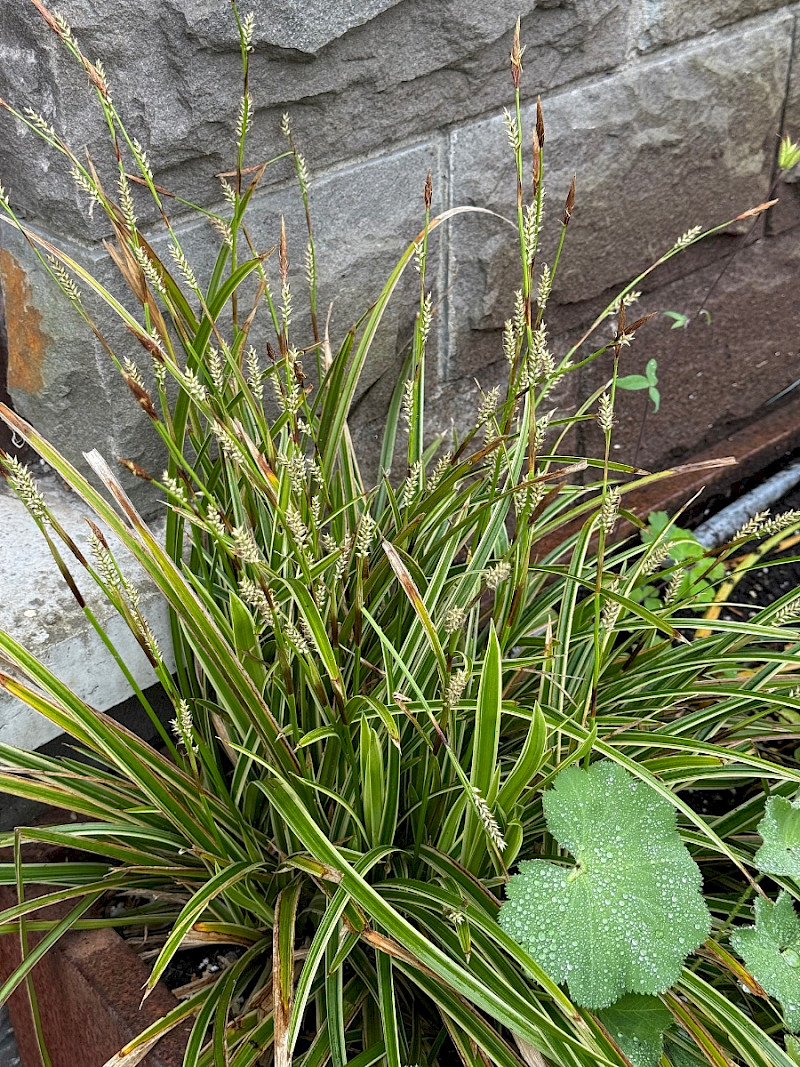 Carex oshimensis - &copy; Charles Hipkin