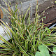 Carex oshimensis