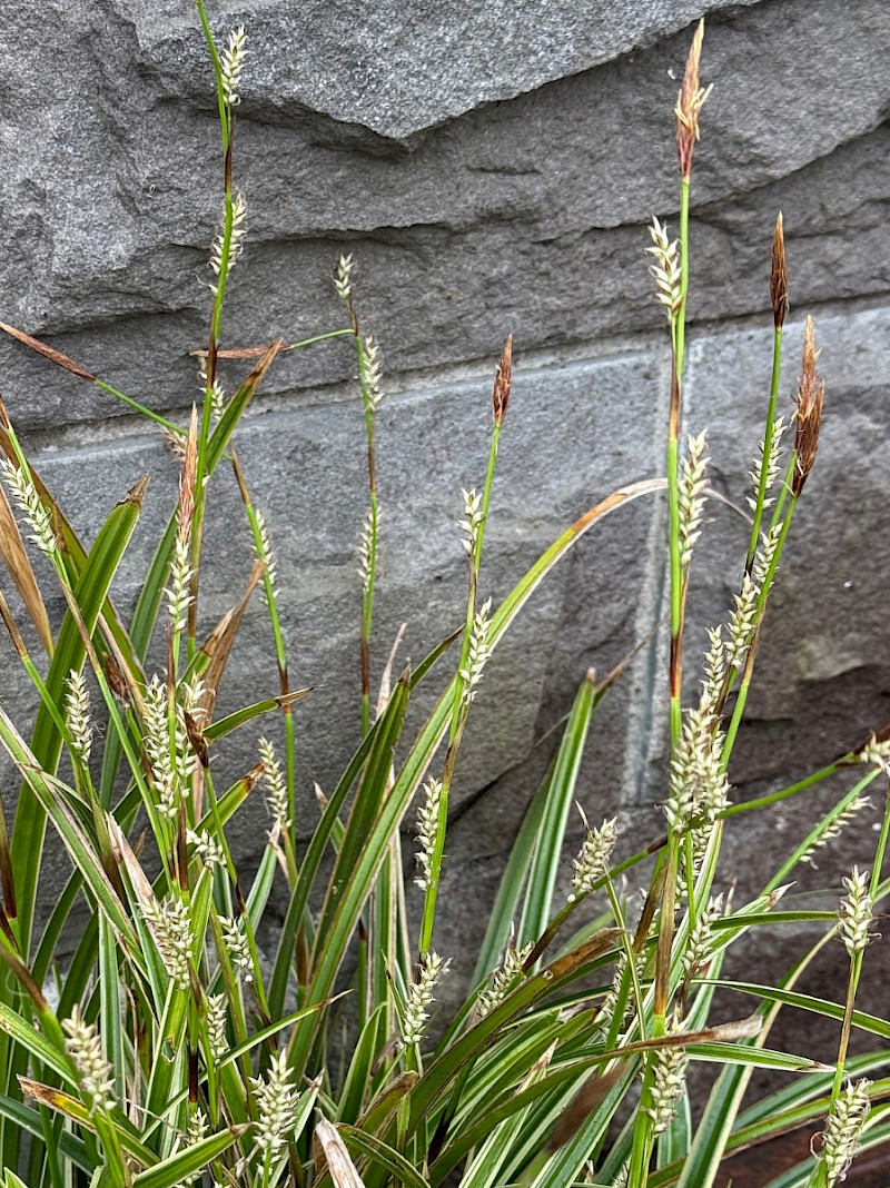 Carex oshimensis - &copy; Charles Hipkin