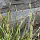 Carex oshimensis