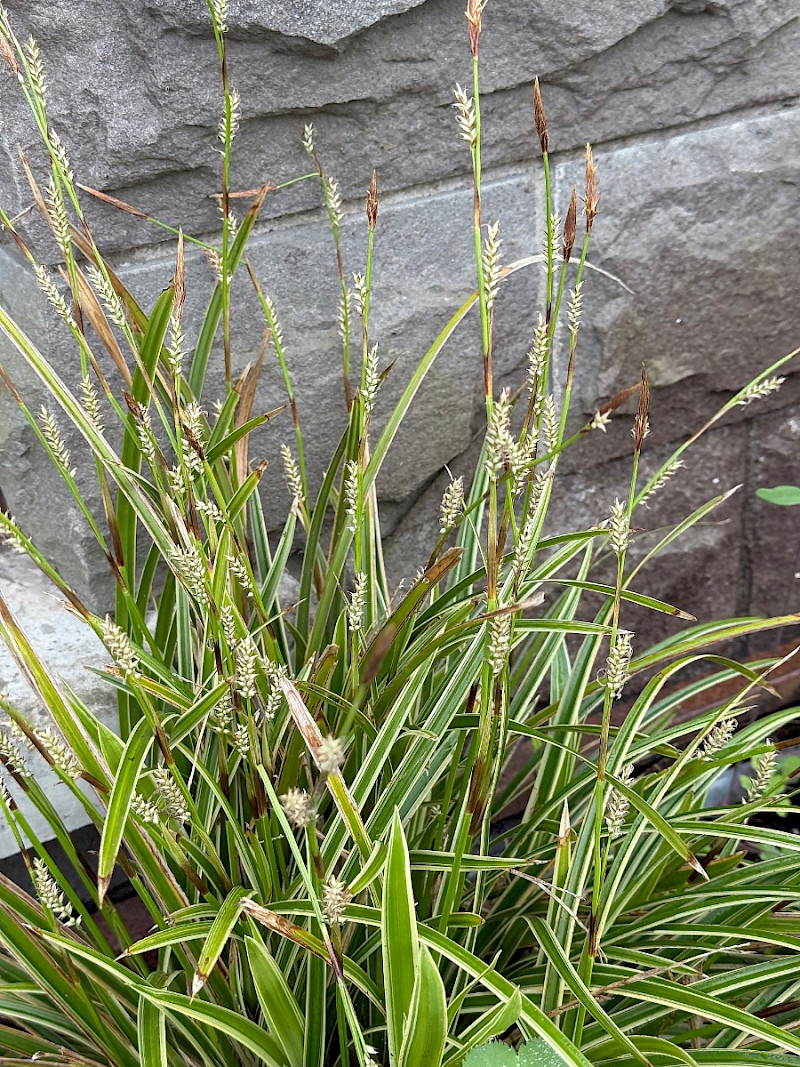 Carex oshimensis - &copy; Charles Hipkin