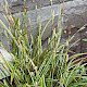 Carex oshimensis