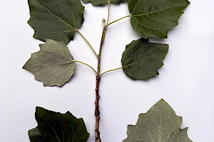Populus x canescens Grey Poplar (P. alba x tremula)