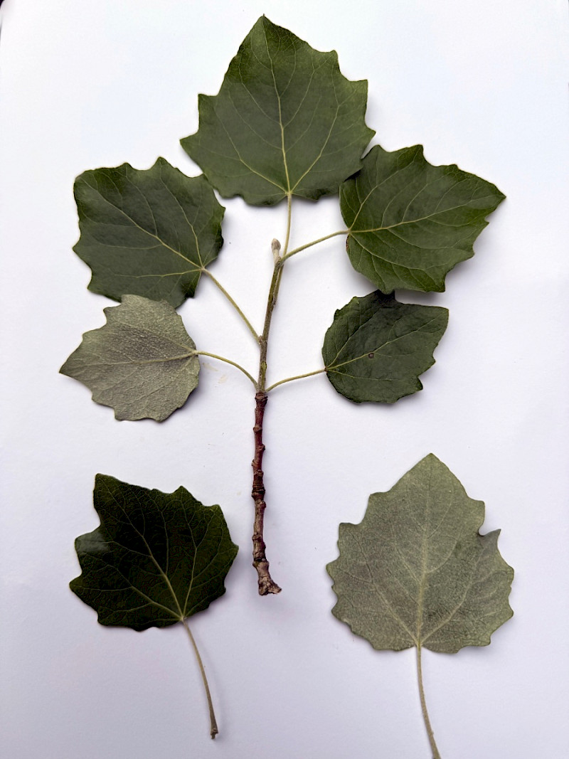 Populus x canescens - &copy; Charles Hipkin
