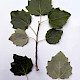 Populus x canescens