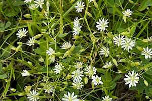 Stellaria graminea Lesser Stitchwort