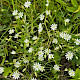 Stellaria graminea