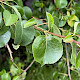 Pyrus communis sens. lat.