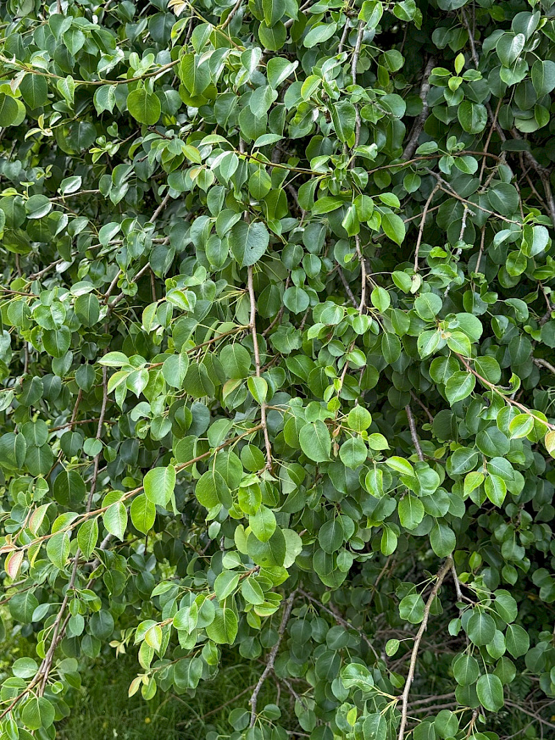 Pyrus communis sens. lat. - &copy; Charles Hipkin