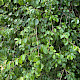 Pyrus communis sens. lat.