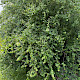 Pyrus communis sens. lat.