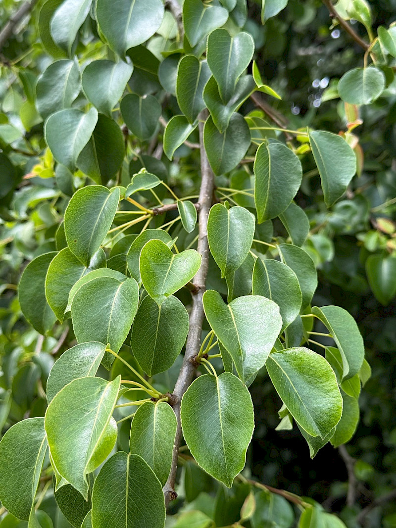 Pyrus communis sens. lat. - &copy; Charles Hipkin