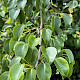 Pyrus communis sens. lat.