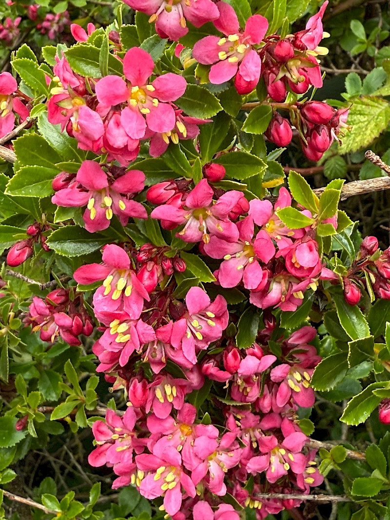 Escallonia rubra - &copy; Charles Hipkin