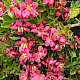 Escallonia rubra