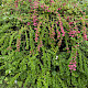 Escallonia rubra
