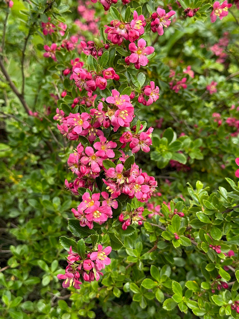Escallonia rubra - &copy; Charles Hipkin