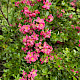 Escallonia rubra
