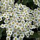 Olearia macrodonta