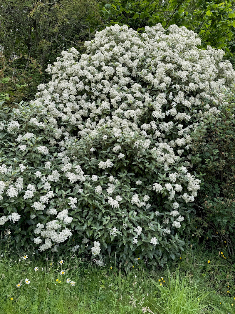 Olearia macrodonta - &copy; Charles Hipkin