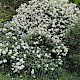 Olearia macrodonta