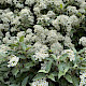 Olearia macrodonta