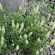Reseda lutea