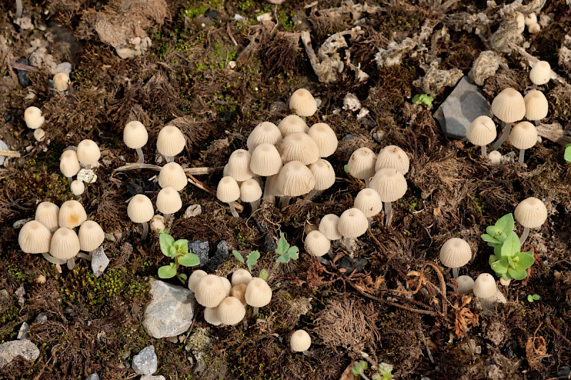 Coprinellus disseminatus - &copy; Charles Hipkin