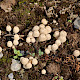 Coprinellus disseminatus
